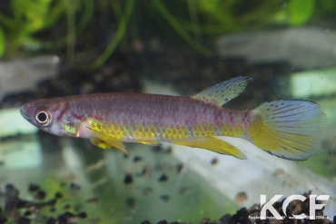 Epiplatys huberi Mandilou GEM 06-06 male adulte 