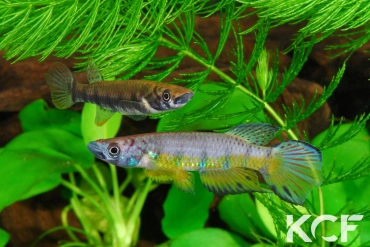 Epiplatys huberi Mandilou GEM 06-06 couple adulte 