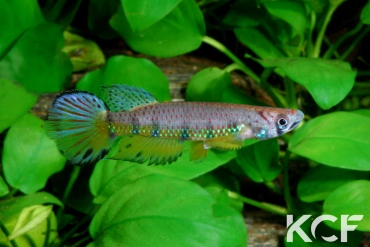 Epiplatys huberi Mandilou GEM 06-06 male adulte 