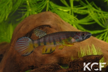 Epiplatys huberi Mandilou GEM 06-06 male adulte 