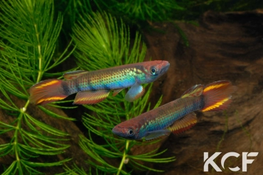 Epiplatys zenkeri Route Déhané  ADK 09-297 couple adulte 