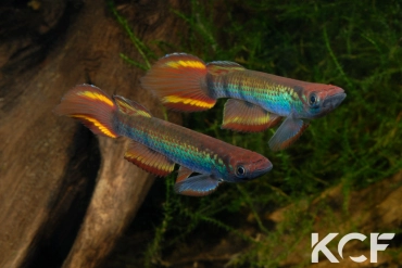 Epiplatys zenkeri Route Déhané  ADK 09-297 couple adulte 