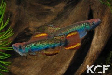 Epiplatys zenkeri Route Déhané  ADK 09-297 male adulte 