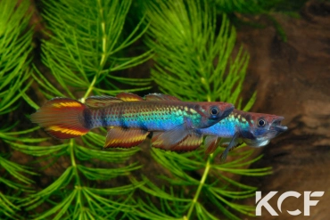 Epiplatys zenkeri Route Déhané  ADK 09-297 male adulte 