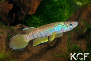 Epiplatys infrafasciatus infrafasciatus Akok ADGP 11-11 male adulte 