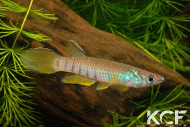 Epiplatys infrafasciatus infrafasciatus Akok ADGP 11-11 male adulte 