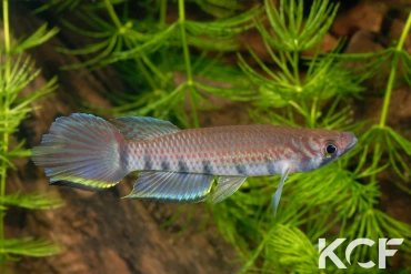 Epiplatys infrafasciatus infrafasciatus Ndonga ADGP 11-01 male adulte 