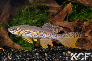 Fundulopanchax kribianus Fifinda ADK 09-301 male adulte 