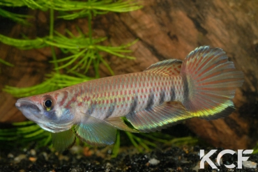 Epiplatys infrafasciatus infrafasciatus Ndonga ADGP 11-01 male adulte 