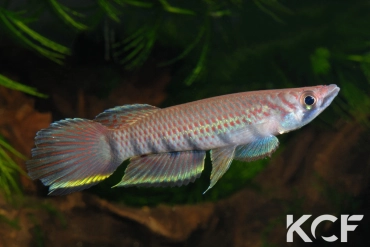 Epiplatys infrafasciatus infrafasciatus Ndonga ADGP 11-01 male adulte 