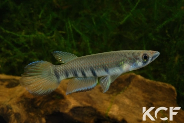 Epiplatys infrafasciatus infrafasciatus