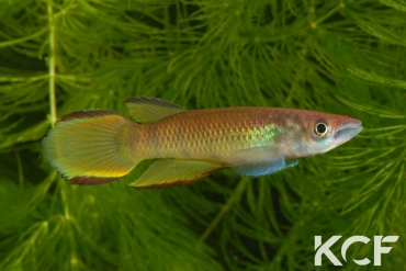 Epiplatys infrafasciatus rathkei Limbé Mile 11 CB 99 male adulte 