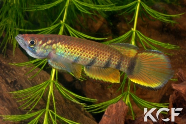 Epiplatys rathkei Moliwé ABDK 10-419 male adulte 