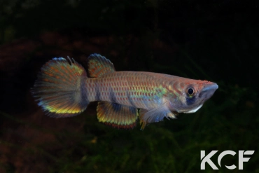 Epiplatys infrafasciatus rathkei Moliwé Camp ADK 10-325 male adulte 