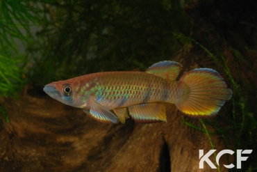 Epiplatys rathkei Moliwé Camp ADK 10-325 male adulte 