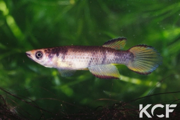 Epiplatys infrafasciatus zenkeri  male adulte 