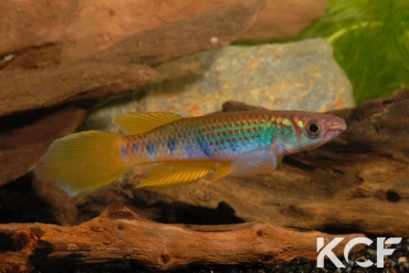 Epiplatys zenkeri Makouré I CBL 01-18 male adulte 