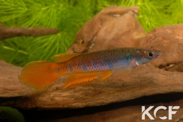 Epiplatys zenkeri Makouré I CBL 01-18 male adulte 
