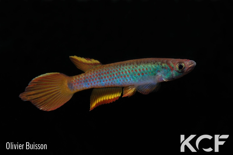 Epiplatys infrafasciatus zenkeri Makouré CBL01-16 male adulte 