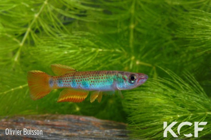 Epiplatys infrafasciatus zenkeri Makouré CBL01-16 male adulte 