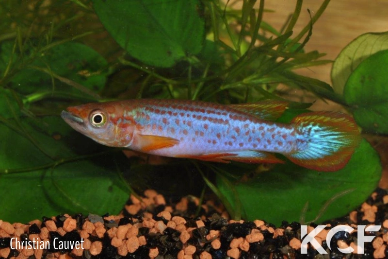 Epiplatys lamottei Koulé GRC 90-178 male adulte 