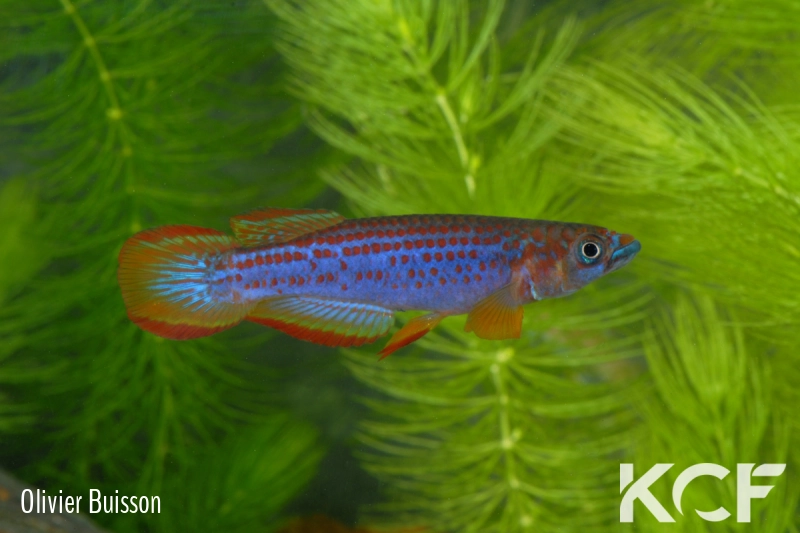 Epiplatys lamottei Koulé GRC 90-178 male adulte 