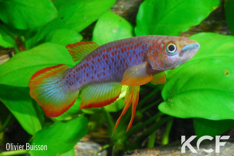 Epiplatys lamottei Koulé GRC 90-178 male adulte 