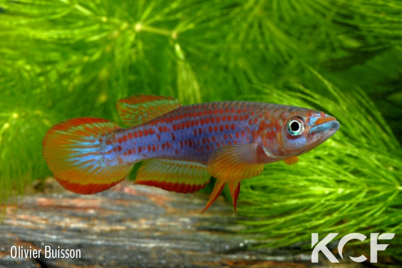 Epiplatys lamottei Koulé GRC 90-178 male adulte 