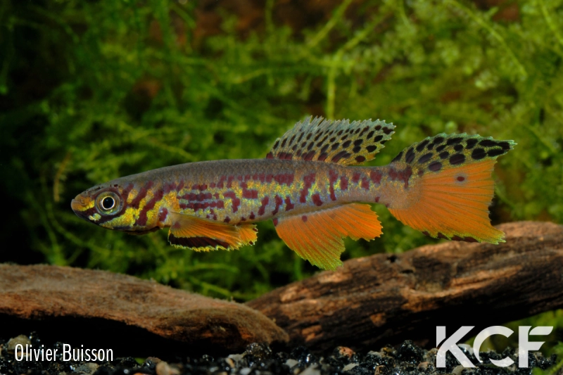 Fundulopanchax kribianus Fifinda ADK 09-301 male adulte 