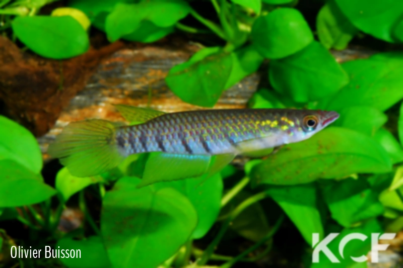 Epiplatys longiventralis Ughelli Warri CI 02 male adulte 