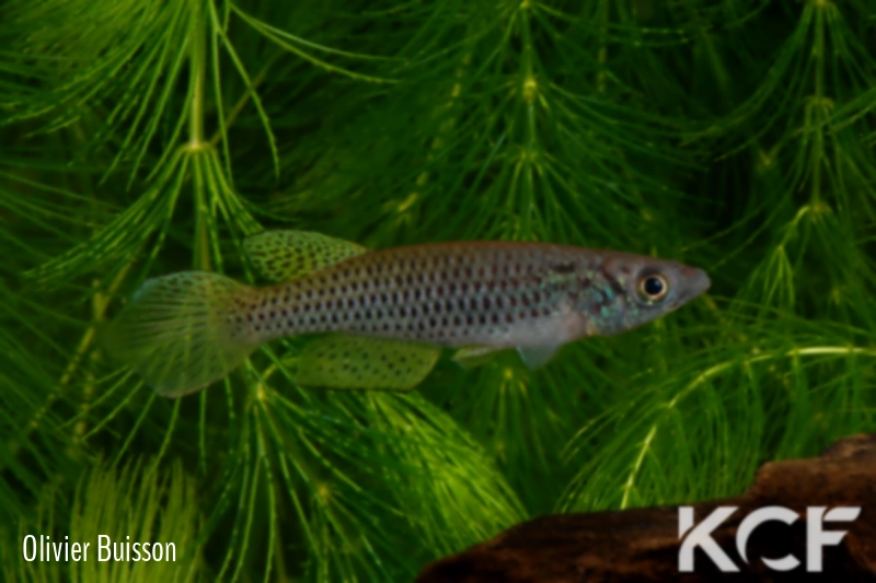 Epiplatys neumanni Petit bateau BDBG 04-07 male adulte 