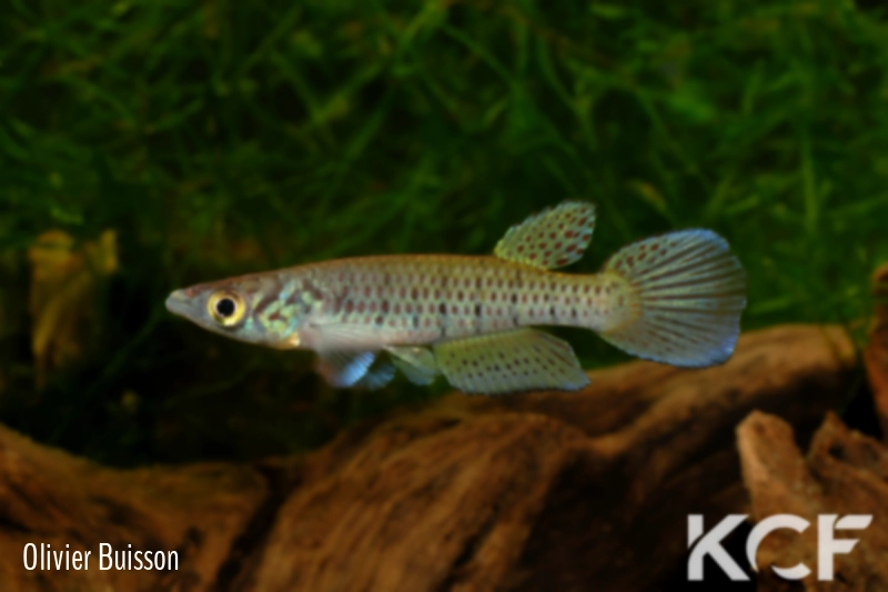 Epiplatys neumanni Route Makokou Belinga 1 ABDEK 12-483 male adulte 