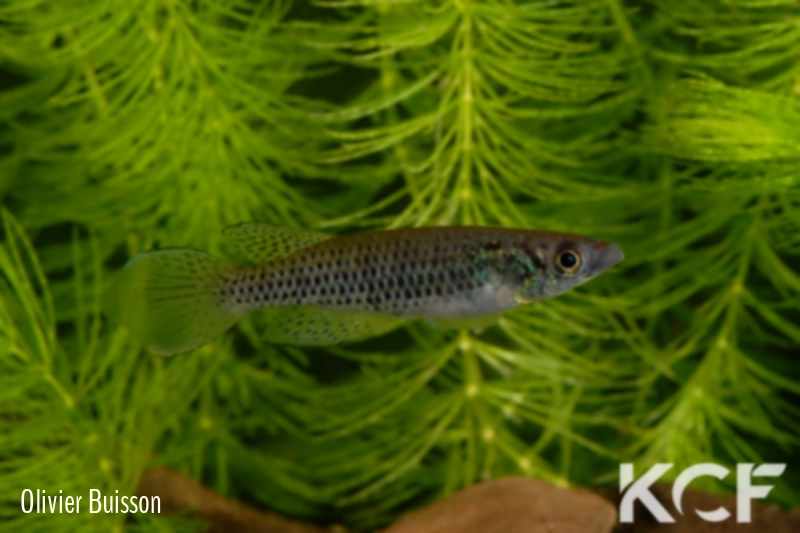 Epiplatys neumanni Petit bateau BDBG 04-07 male adulte 