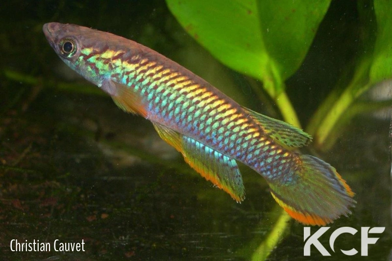 Epiplatys olbrechtsi olbrechtsi Cestos River GO 6 male adulte 