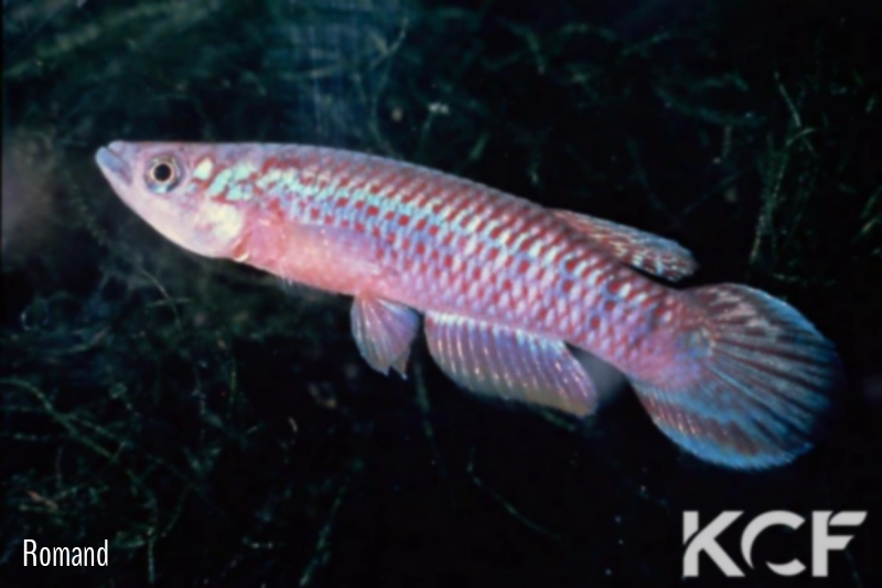 Epiplatys olbrechtsi dauresi  male adulte 