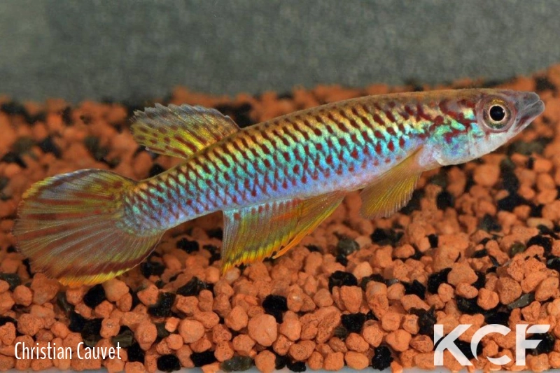 Epiplatys olbrechtsi Gbaya CGL 11-01 male adulte 