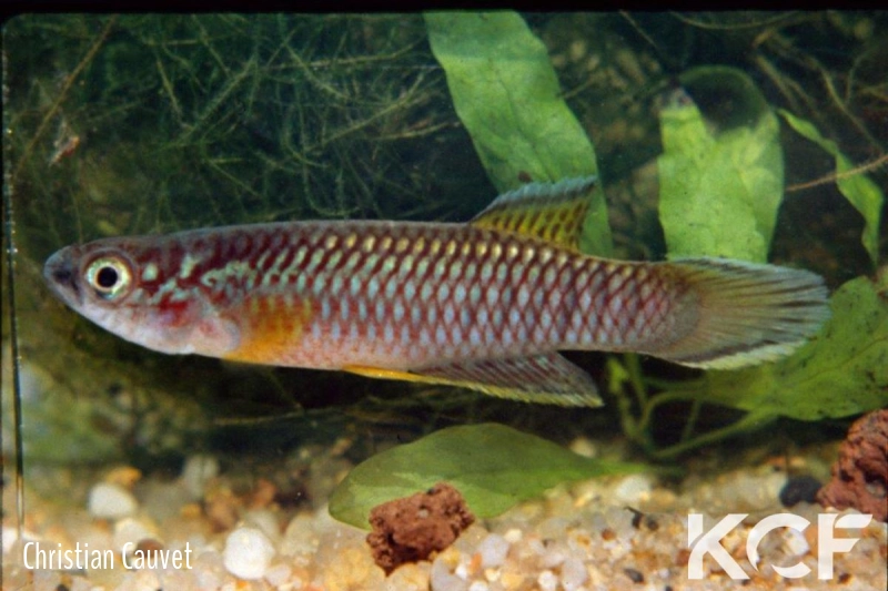 Epiplatys olbrechtsi olbrechtsi Tai male adulte 