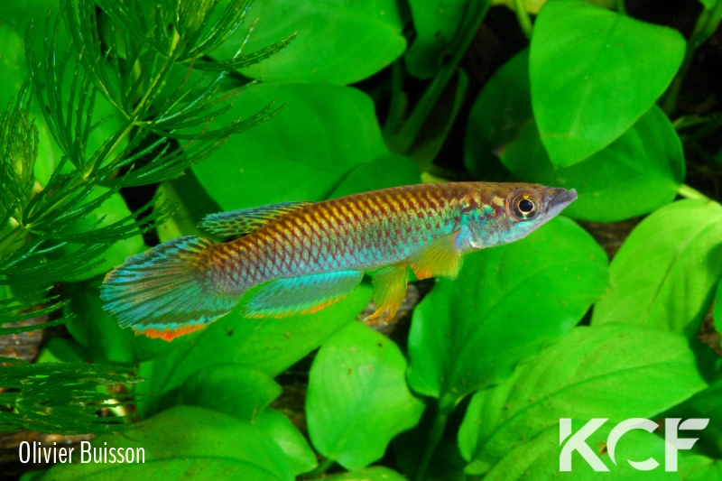 Epiplatys olbrechtsi olbrechtsi Tai male adulte 