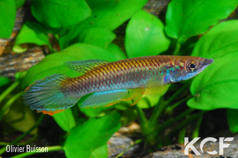 Epiplatys olbrechtsi olbrechtsi Tai male adulte 