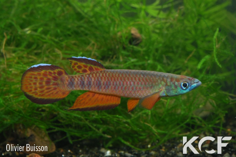 Epiplatys roloffi Macenta Kooela GF 06-10 male adulte 