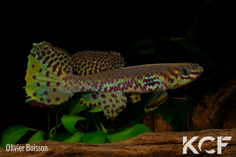 Fundulopanchax kribianus Lobé ADL 13-57 male adulte 