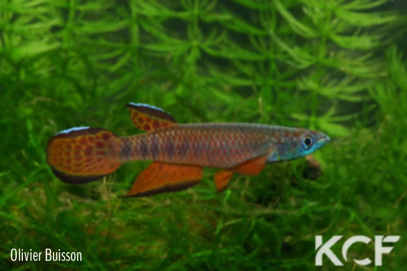 Epiplatys roloffi Macenta Kooela GF 06-10 male adulte 
