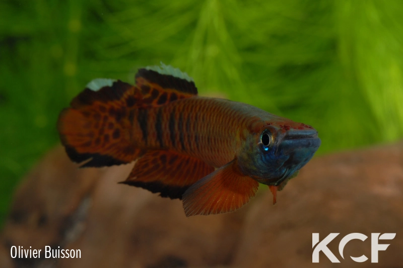 Epiplatys roloffi Kolahun RL 99 male adulte 