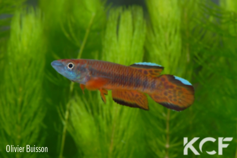 Epiplatys roloffi Kolahun RL 99 male adulte 