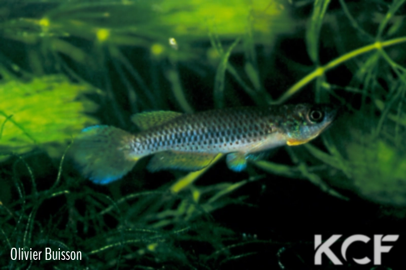 Epiplatys sangmelinensis  male adulte 