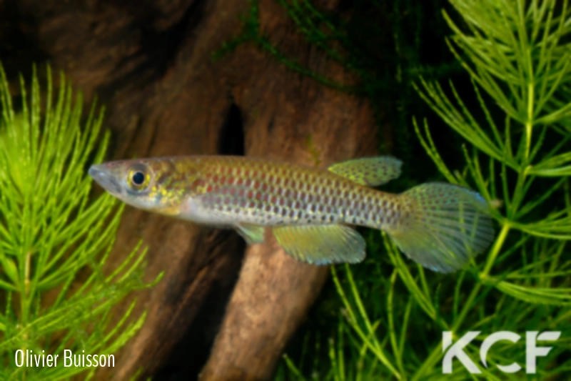 Epiplatys sangmelinensis Assoumeldele III ABDK 10-397 male adulte 