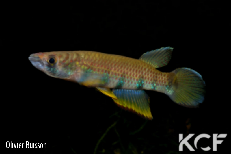 Epiplatys sexfasciatus sexfasciatus Cap Estérias GCF12 male adulte 
