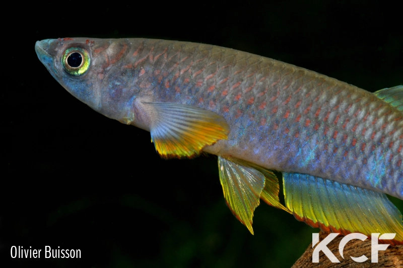 Epiplatys sexfasciatus sexfasciatus GTC 14 male adulte 