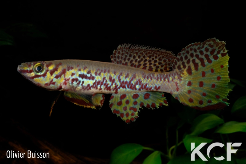 Fundulopanchax kribianus Lobé ADL 13-57 male adulte 