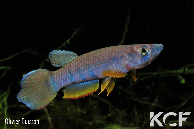 Epiplatys sexfasciatus GTC 14 male adulte 